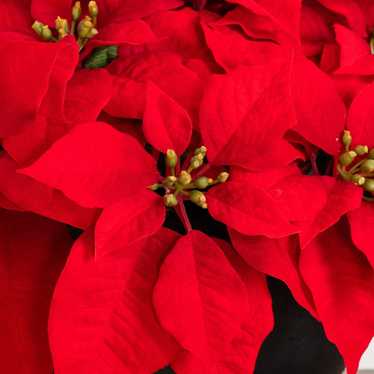 🎀 Gift-Worthy | Refined Poinsettia Petal Decor | Timeless Artificial Arrangement